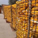 PP Biaxial Geogrid 40kn for Road Reinforcement Elite Sale Black Training Road