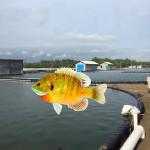 White HDPE Geomembrane Liners for Aquaculture Pond Reservoir Dam 0.2mm-3mm