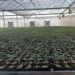 Hot Sale Hydroponic Multi-Span film Greenhouse For Rose/Strawberry/Tomato