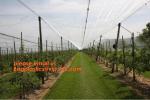 30 mesh anti insect farm nets for greenhouse,100% pe transparent color