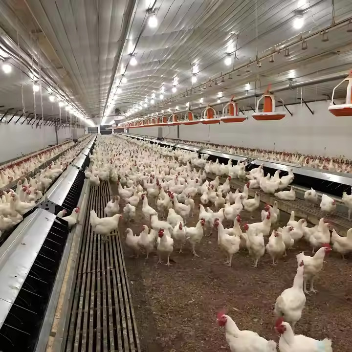 Economical Light Steel Structure Chicken House , Prefab Agricultural Buildings