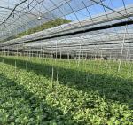Multi-Span Film Greenhouse for Cultivation 20.000kg Package Gross Weight Easy