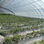 Customizable Vegetable Film Hydroponics Greenhouse System for Multi-Span