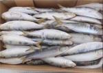 Sardinops Melanostictus Whole Round Fresh Frozen Fish For Canning