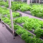 Shipping Container Greenhouse for Hydroponic Vertical Farming in Commercial