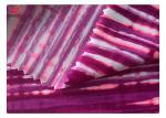 Print 80% Nylon Spandex Knit Fabric Warp Knit For Swimwear Bikini Bra