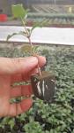 1.5inch Hole Germination Plastic Planting Trays Anti Aging 72 Cell Propagation