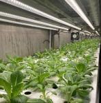 US Currency Intelligent Temperature Control Roofing Sheet Leafy Vegetable