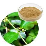 Wholesale Gymnema Extract Gymnemic acids 25%,Weight loss, reduce blood glucose and blood sugar from china suppliers
