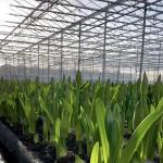 Steel Structure Double Layer Venlo Glass Greenhouse for Hydroponic Production