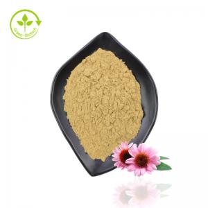 China Top Quality Echinacea Extract Purpurea Organic Echinacea Extract Powder on sale