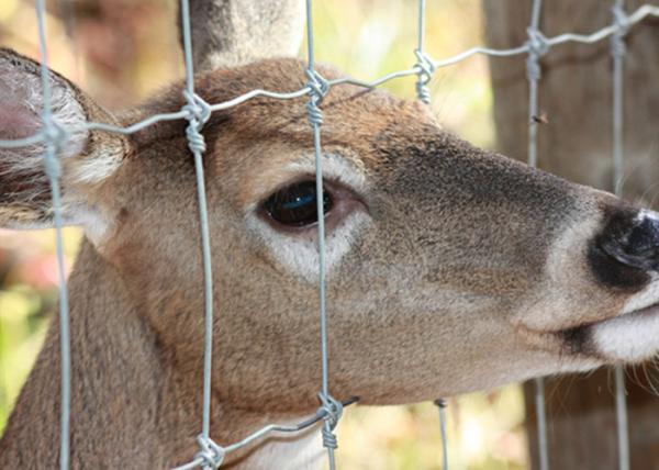 Heavy Duty Fixed Knot Square Deer Mesh Fence Corrosion Resistance Easy