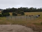 9 m Diameter Cattle Corral Panels 13Pcs incl. 3m tall Gate Australia Style