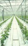 Agriculture Mineral Hydroponic stonewool Cubes For Growing Plants CE ROHS