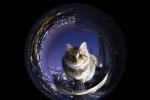 Super Wide Angle Phone Camera Lens Universal 3 In 1 Mobile Camera Lens