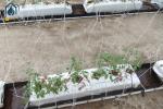 Greenhouse Soilless PP Roll Grow Troughs Folded Cultivation Gutter Cocopeat