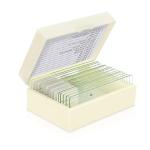 Medical Education Used Fixed Plant Leaf Prepared Microscope Slides Set