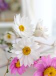 white pink diameter 2.5cm 80cm helipterum Dried Flower Bunches