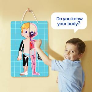 Wholesale Kids Early Educational Learning Toys Human Organs Model 48Pcs For Boys Girls 3 4 5 6 7 8 from china suppliers