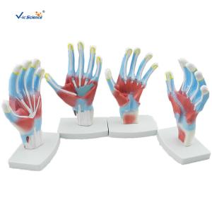 Wholesale Laboratory Educational Anatomy Models Palm Model VIC-325 from china suppliers