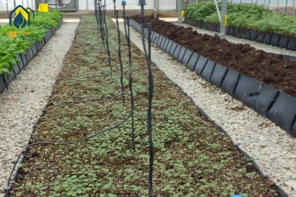 Greenhouse Hydroponic Planting Trough PP Roll For Fresh Cut Flowers Rose
