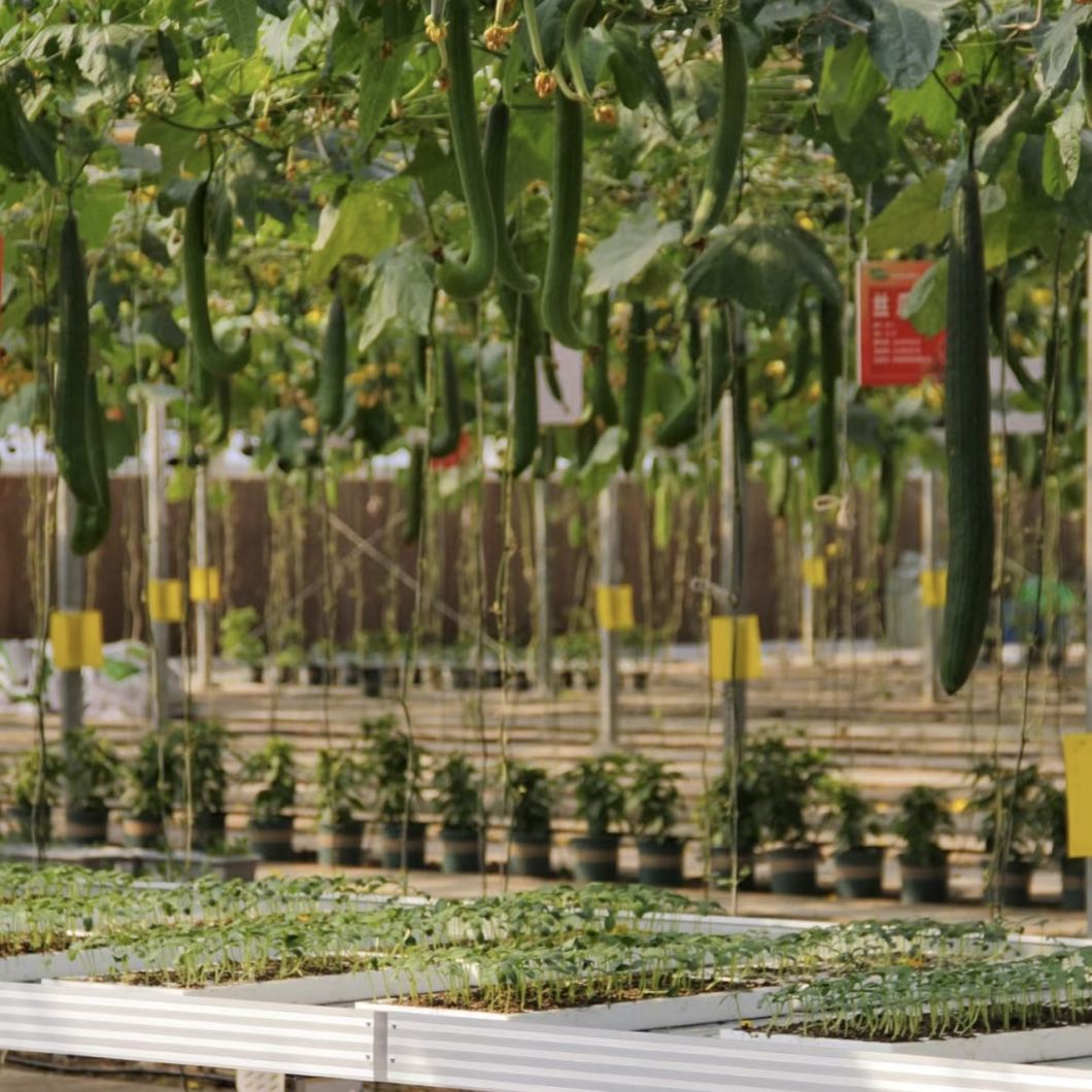 Float Single Layer Greenhouse with Hydroponic System