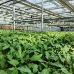 Glass Covered Drip Irrigation Greenhouse with Reasonable and Full Payment Option