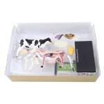 4d Master Toy 29 Parts Animal Anatomy Model Cattle Specimen For Teaching