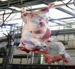 Customized 7.5KW Slaughterhouse Cow Machine Automatic Cow Slaughtering Machine