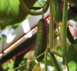 Cucumber LED Interlighting 80W High Output Supplemental Greenhouse Lighting