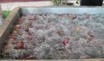 High Pressure Air Bubble Vegetable Wash Line , Fruit And Vegetable Washer