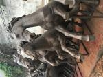 The metal cast bronze horse sculpture combination is suitable for outdoor garden