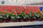 Commercial Greenhouse Ebb And Flow Rolling Benches Hydroponic Equipment Flood