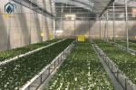 High Yield Agriculture Hydroponic Growing System Greenhouse NFT Growing Troughs