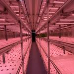 Temperature Climate Control 40 Foot Container Hydroponic Farm Greenhouse