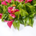 Plastic Ivy Leaf Artificial Green Walls Panels 50*50CM Outdoor Faux Boxwood