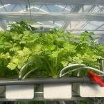 Maximize Growth with Soilless Culture System in Arched Roof Container Greenhouse