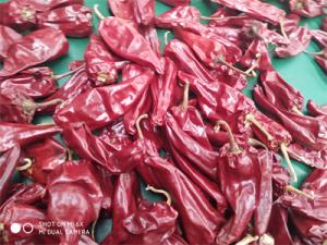China Stemless Yidu Chili 10cm-15cm Red Jinta Chilli Pepper on sale