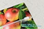 Fruit Grape Cherry Vegetable Packing Protection Bag, handle standing resealable