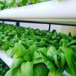 Roofing Shape Arched Roof Multi-Span Greenhouse for Temperature Controlled