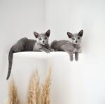Steel Wall Cat Climbing Shelf with Copper Perches and Scratching Post Heavy Duty