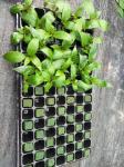 50 Cells Plant Propagation Nursery Seedling rice seedling tray Hydroponics