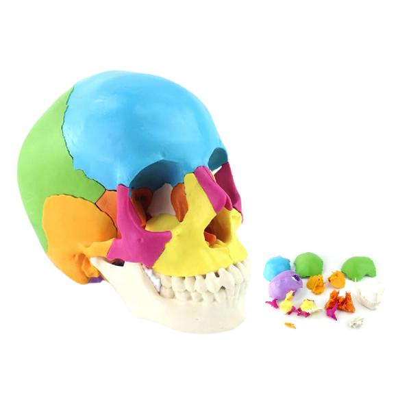 Adult Osteopathic Cranial Anatomical Skeleton Model Disarticulated Human Skull