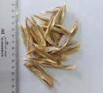 Dehydrated Burdock Strips 2019 new crop