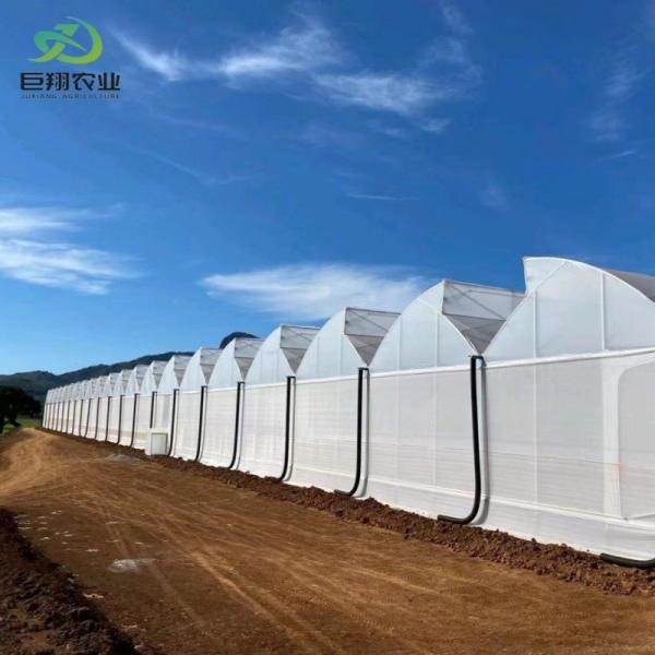 Multi-Span/Single Span Greenhouse for Tomato Strawberry Plastic Film/Glass
