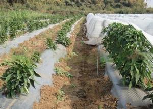Wholesale Vegetable Cover Agriculture Non Woven Fabric Lightweight Non Toxic OEM Available from china suppliers