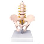 20x15x10cm 0.4kg Human Pelvis Model With 5pcs Lumbar Vertebrae