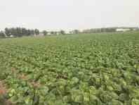 Wholesale Full Nutrients Raw Green Cabbage / Chinese Green Cabbage Japan Standard from china suppliers