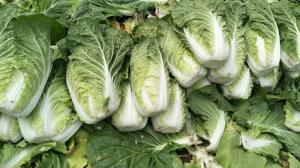 Wholesale Natural Hue Organic Napa Cabbage , Organic White Cabbage Without Soil from china suppliers