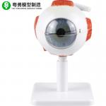 China Human Eye Model 3 Fold Magnification Anatomical Of Eyeball Carton Packing for sale
